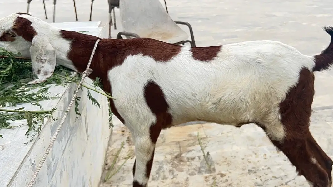 Pair of Bakra & Bakri — photo 2