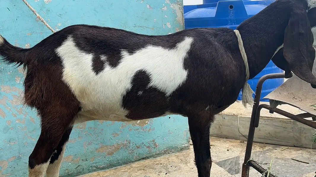 Pair of Bakra & Bakri — photo 3