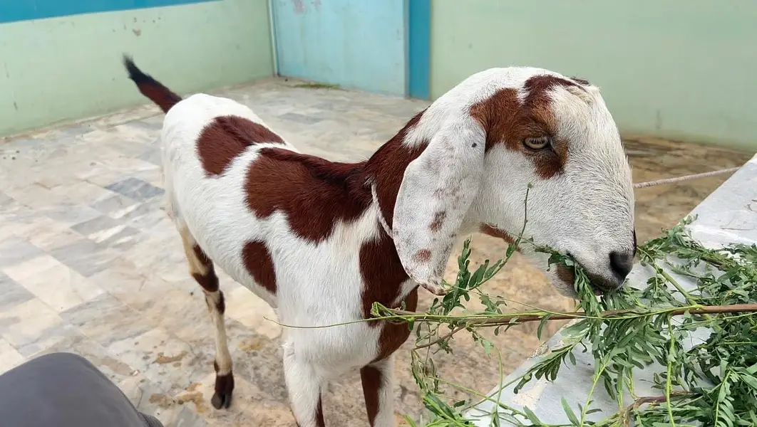 Pair of Bakra & Bakri — photo 4