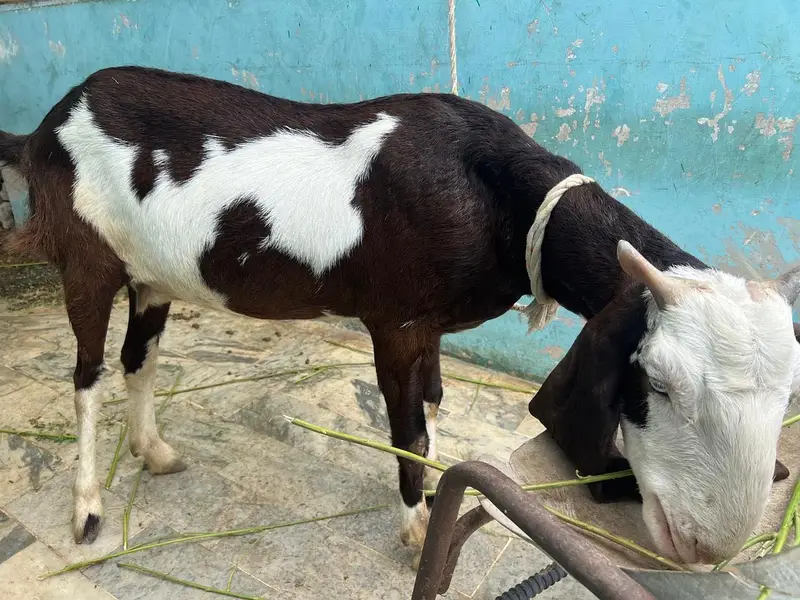 Pair of Bakra & Bakri — photo 5