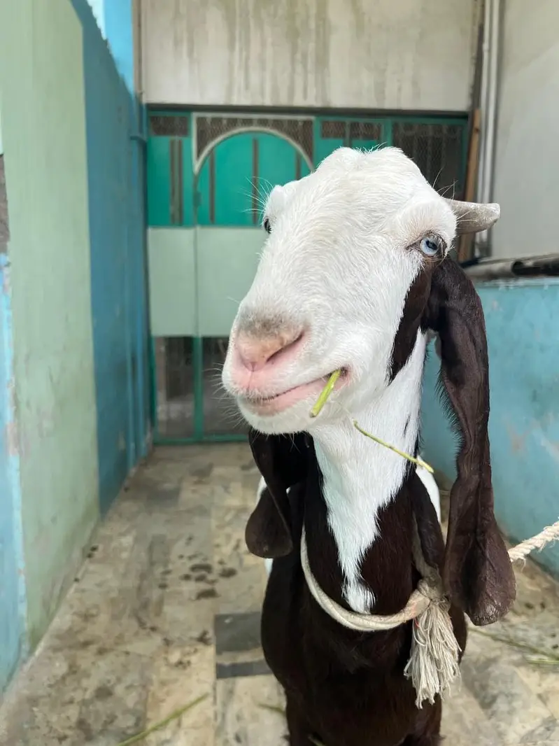 Pair of Bakra & Bakri — photo 6