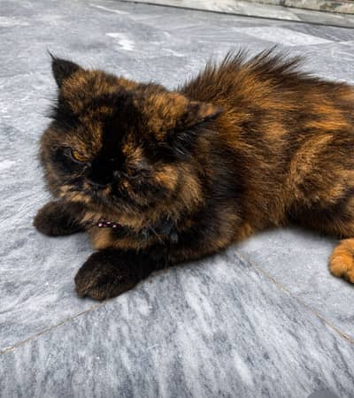Persion Cat