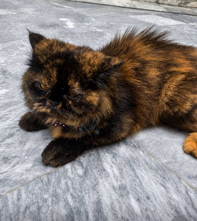 Persian cat 0