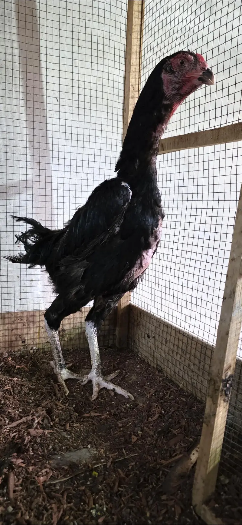 Shamoo Female Black [Pure] — photo 2