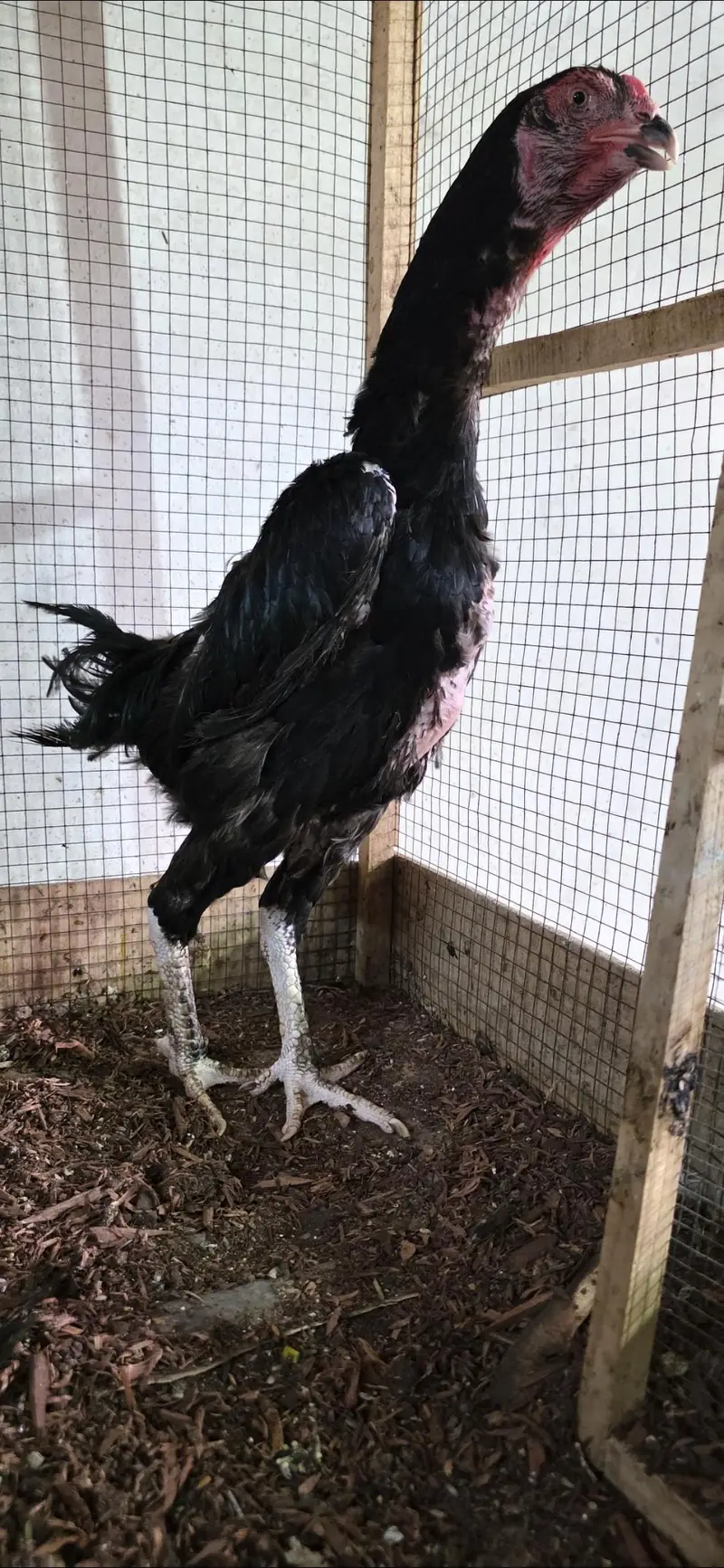 Shamoo Female Black [Pure] — photo 3