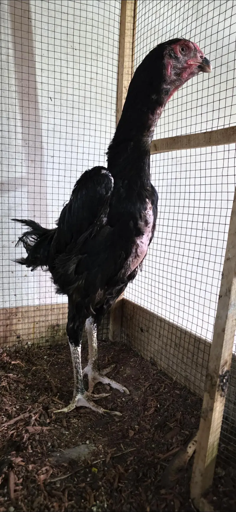 Shamoo Female Black [Pure] — photo 4