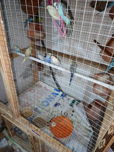 Australian totay, totay, budgies, Budgies pairs