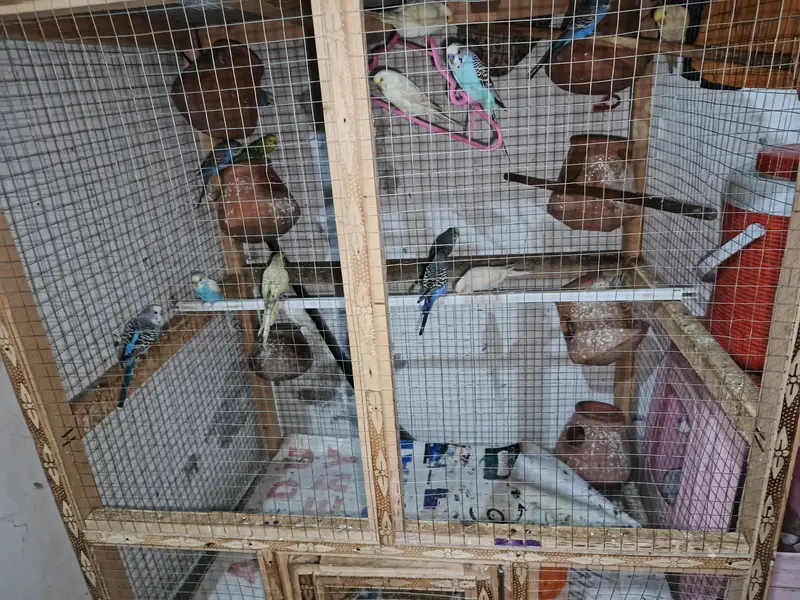 Australian totay, totay, budgies, Budgies pairs — photo 2