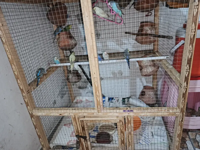 Australian totay, totay, budgies, Budgies pairs — photo 3