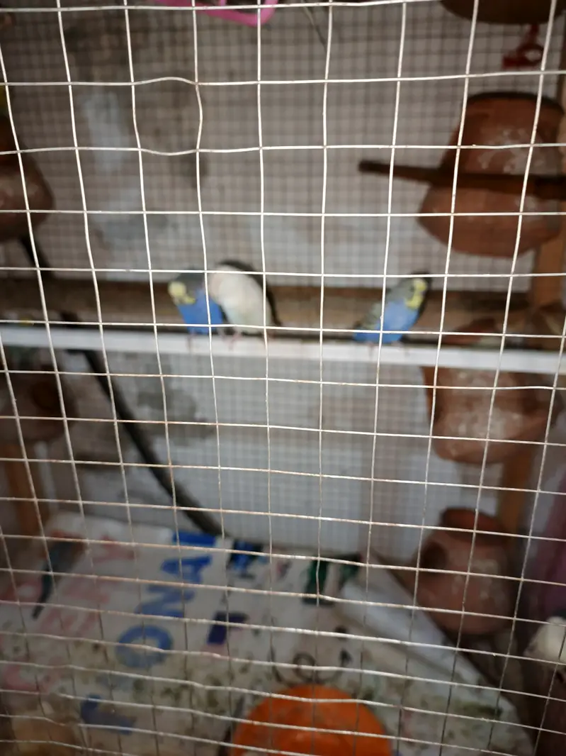 Australian totay, totay, budgies, Budgies pairs — photo 4