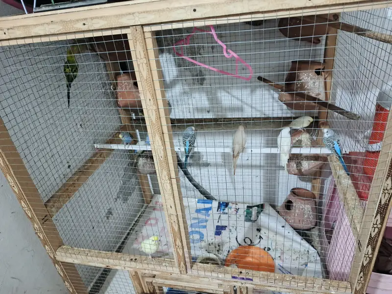 Australian totay, totay, budgies, Budgies pairs — photo 5