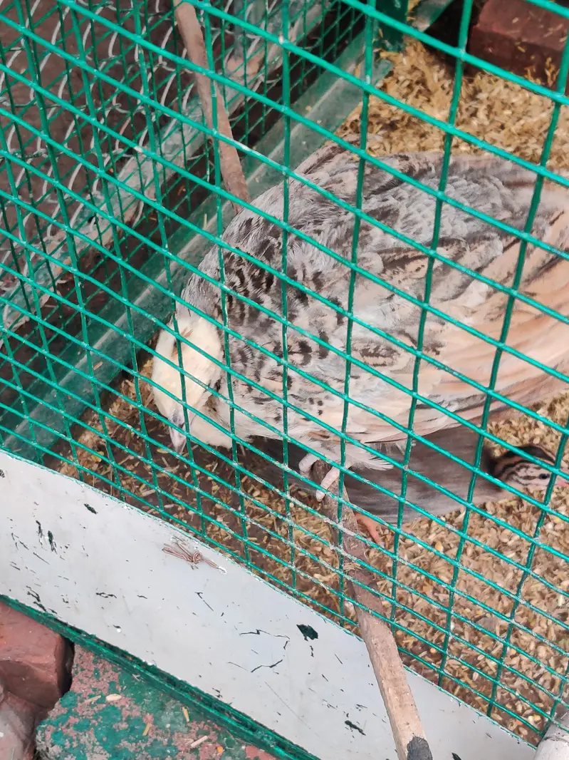 Peacock & Turky Chicks — photo 4