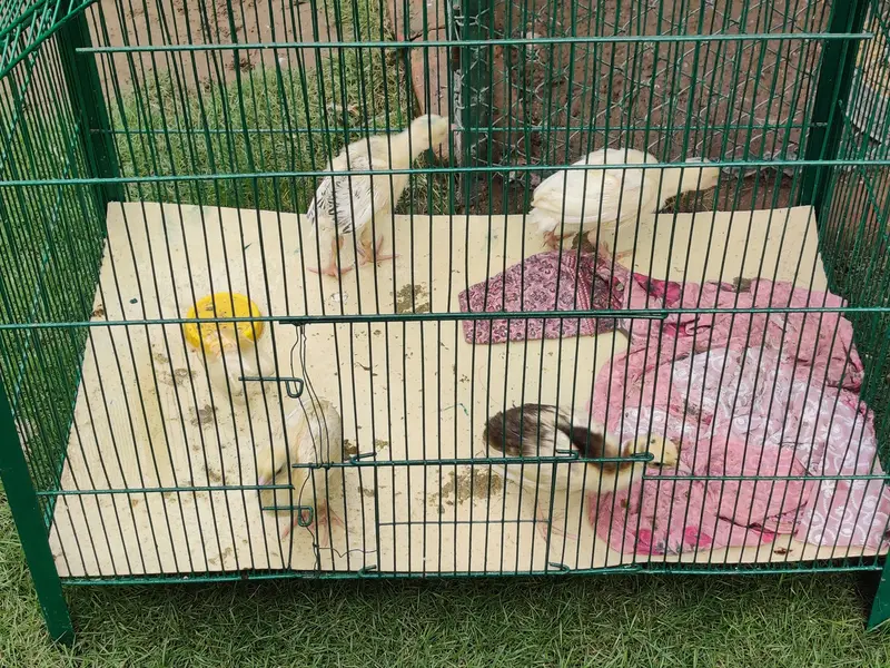Peacock & Turky Chicks — photo 8