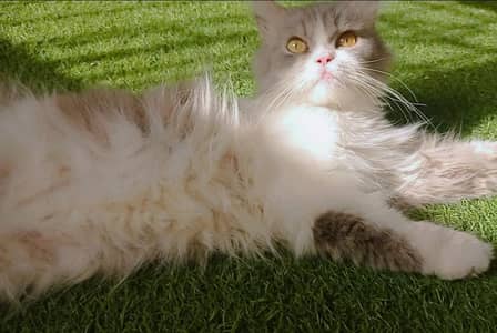 Persian cat hai vacinated hai litter trained and friendly hai