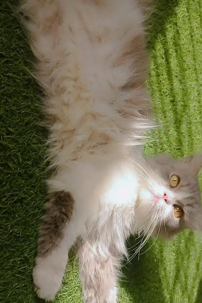 Persian cat hai vacinated hai litter trained and friendly hai — photo 2