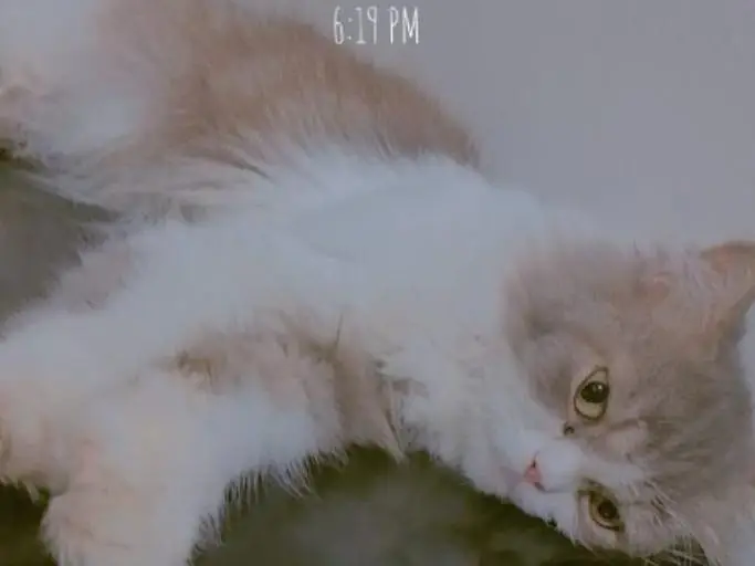 Persian cat hai vacinated hai litter trained and friendly hai — photo 3