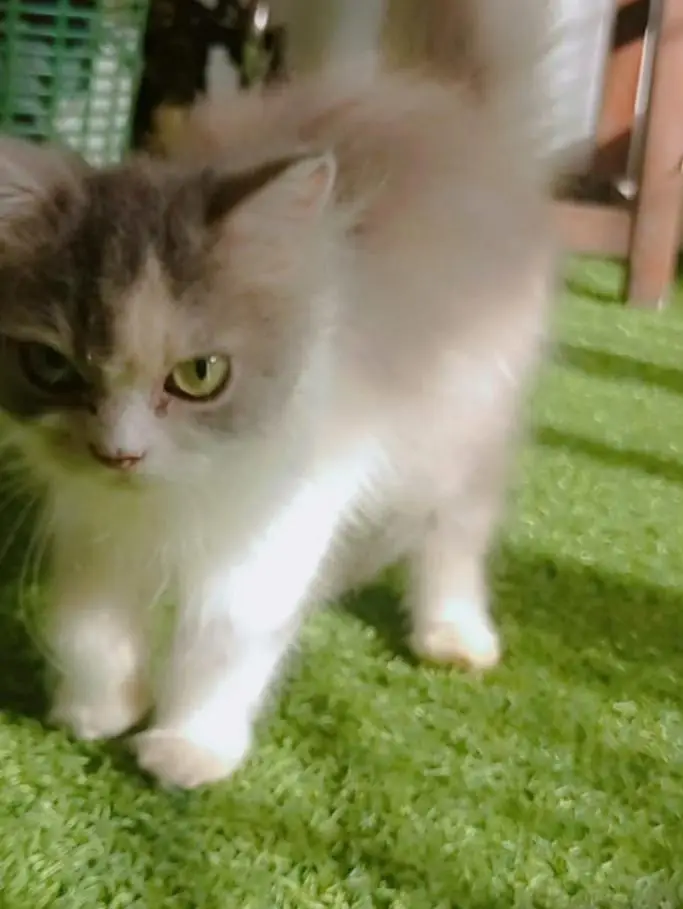 Persian cat hai vacinated hai litter trained and friendly hai — photo 4
