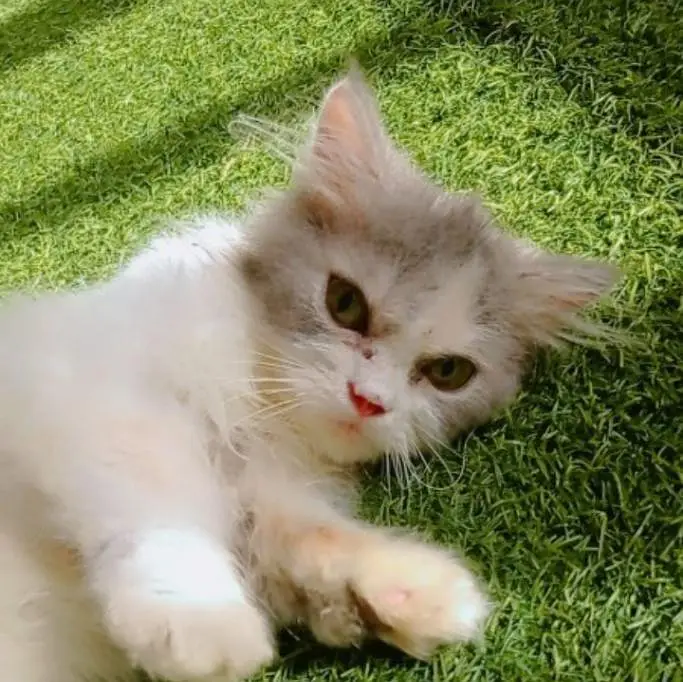 Persian cat hai vacinated hai litter trained and friendly hai — photo 5