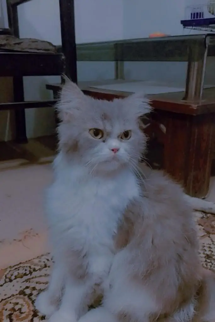Persian cat hai vacinated hai litter trained and friendly hai — photo 6