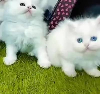 (Persian female kitten) (for sale all) (Pakistan delivery available)