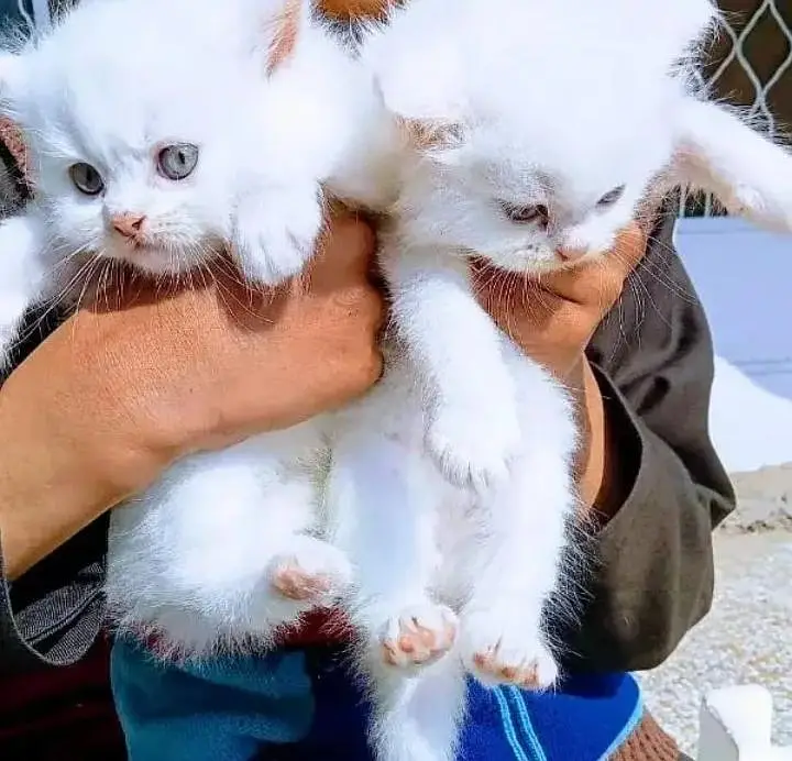 (Persian female kitten) (for sale all) (Pakistan delivery available) — photo 2
