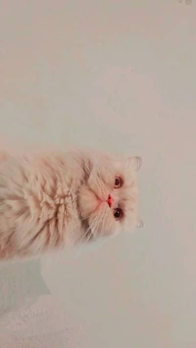 Persian male for sale