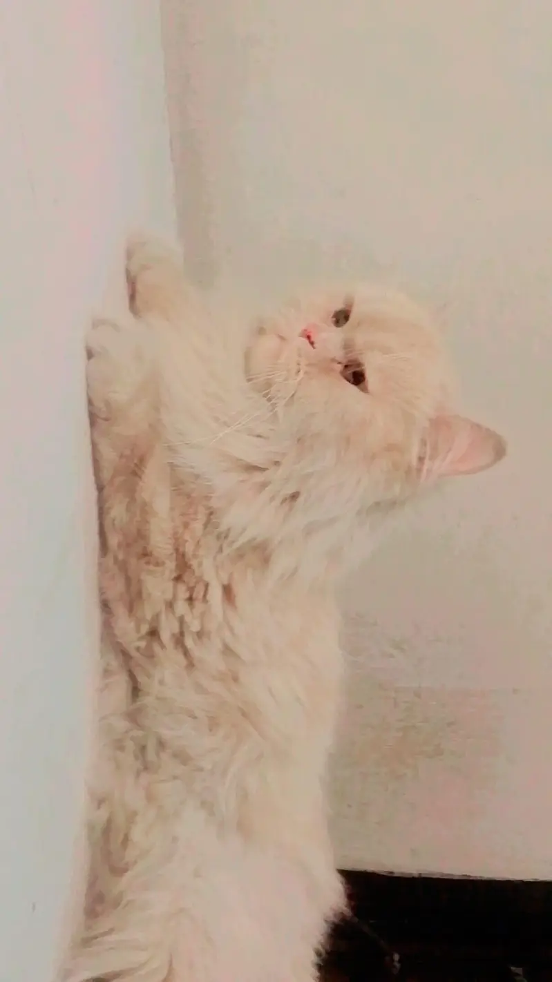 Persian male for sale — photo 2