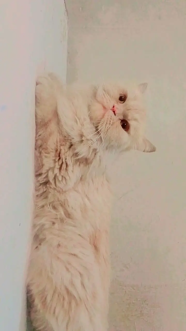 Persian male for sale — photo 4
