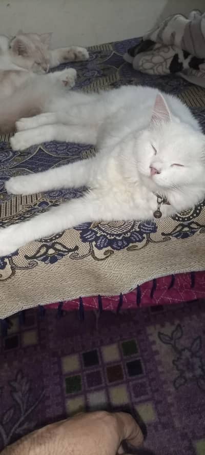 Persian cat