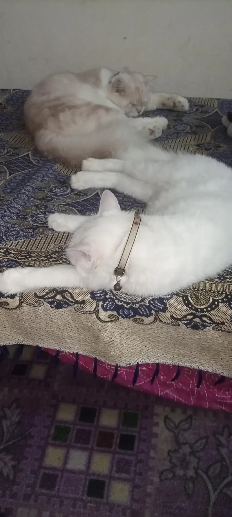 Persian cat — photo 2