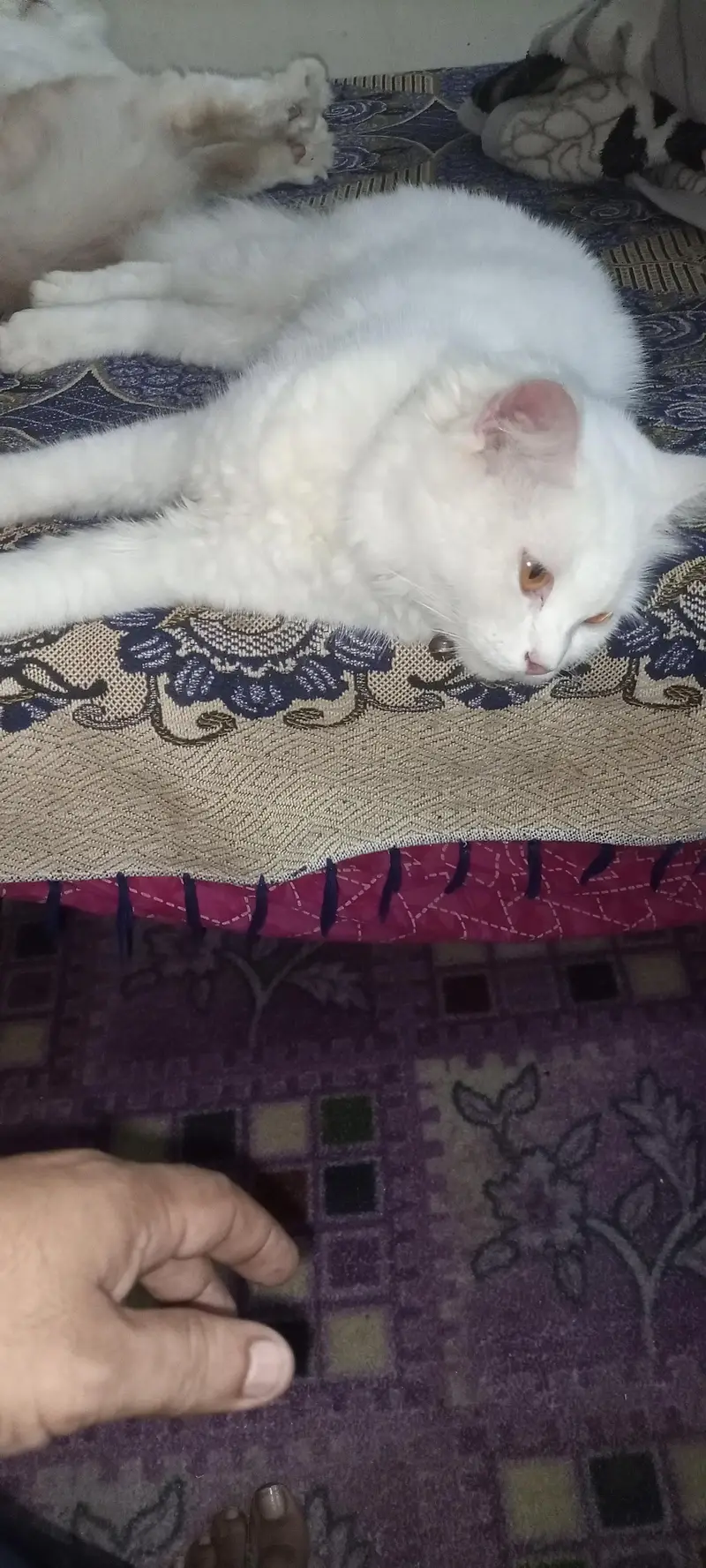 Persian cat — photo 3