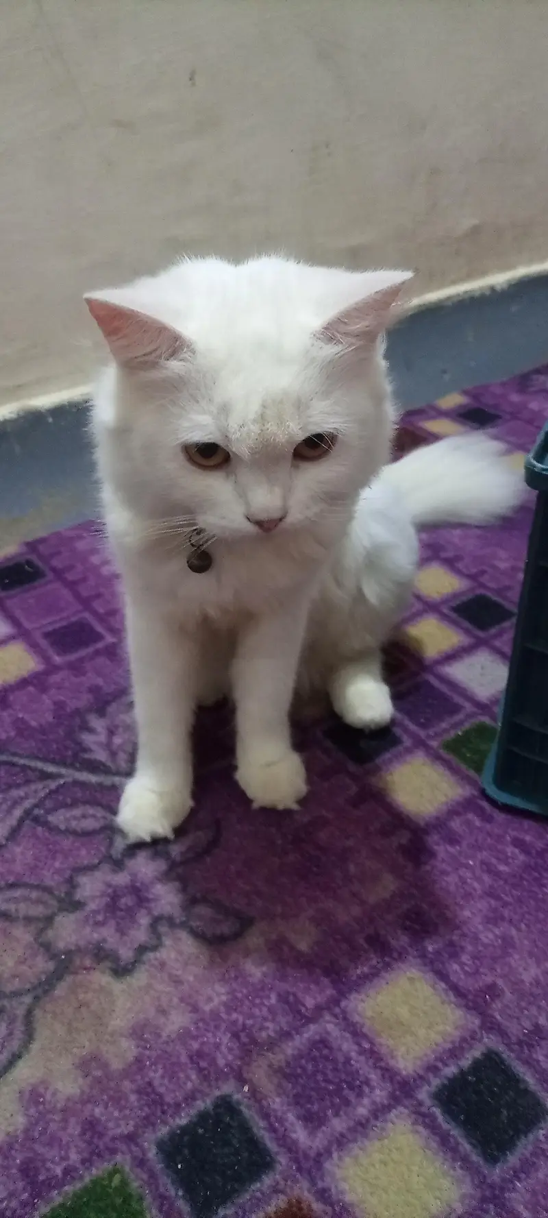 Persian cat — photo 4