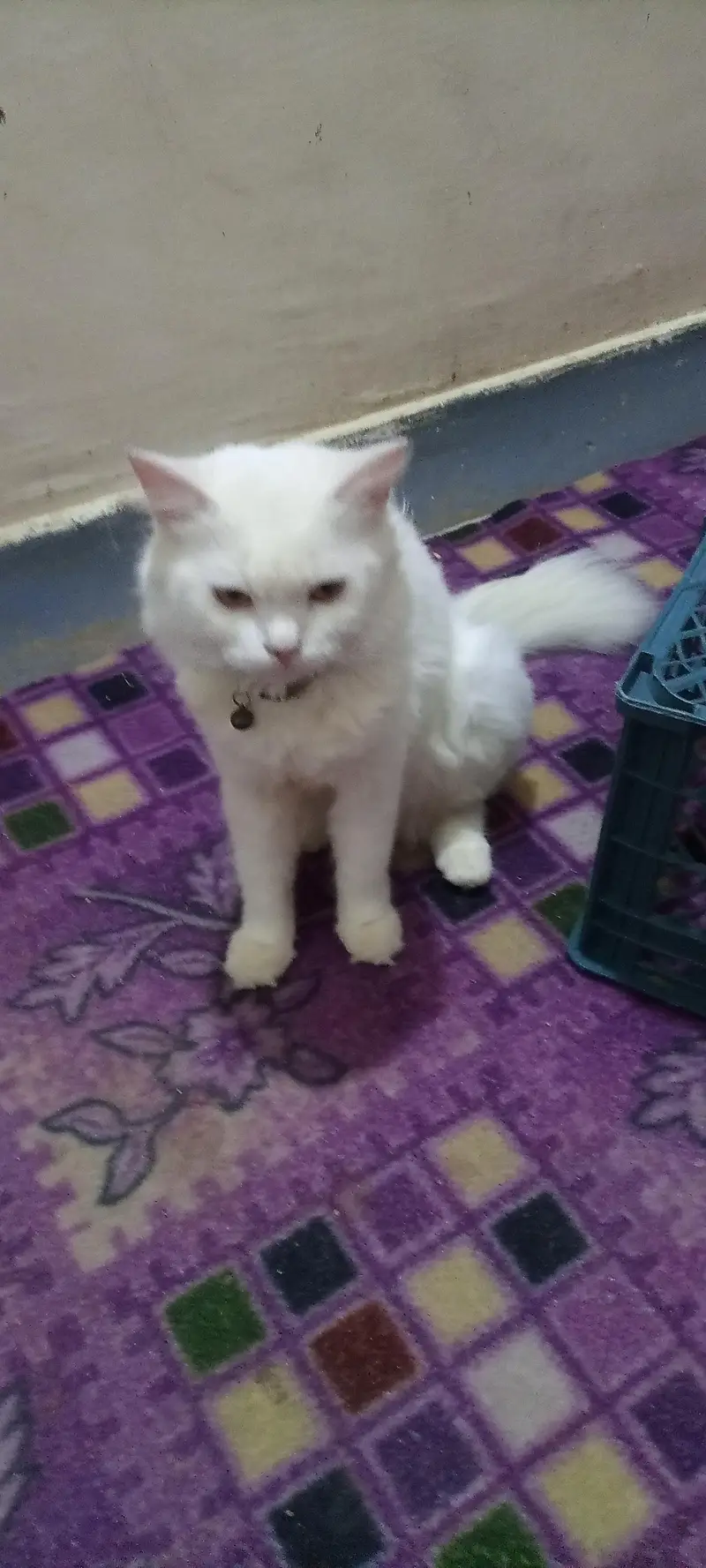 Persian cat — photo 5