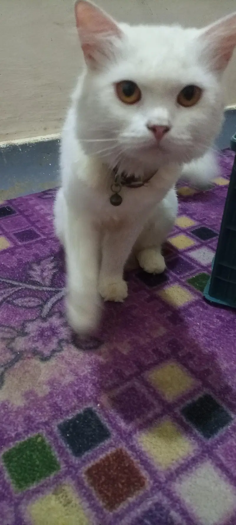 Persian cat — photo 6