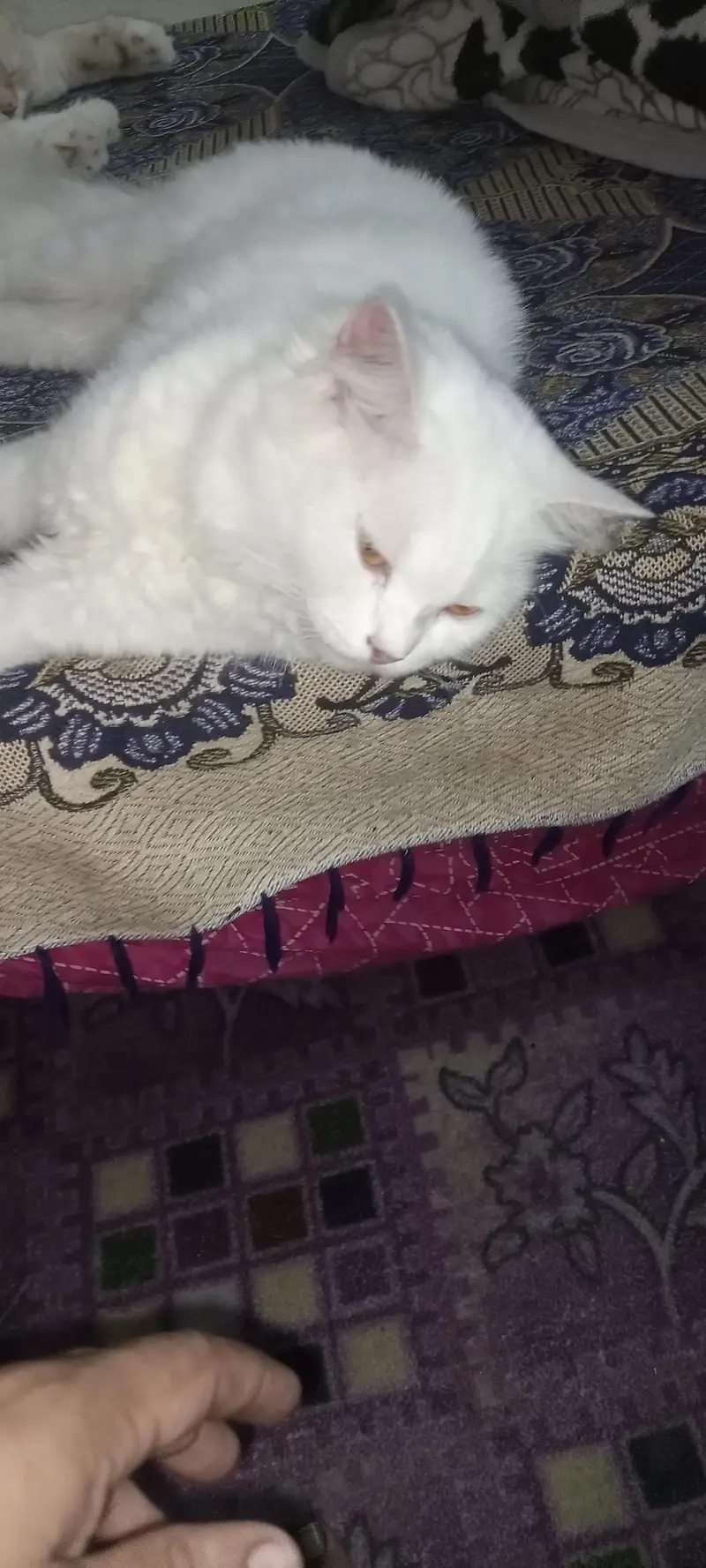 Persian cat — photo 7