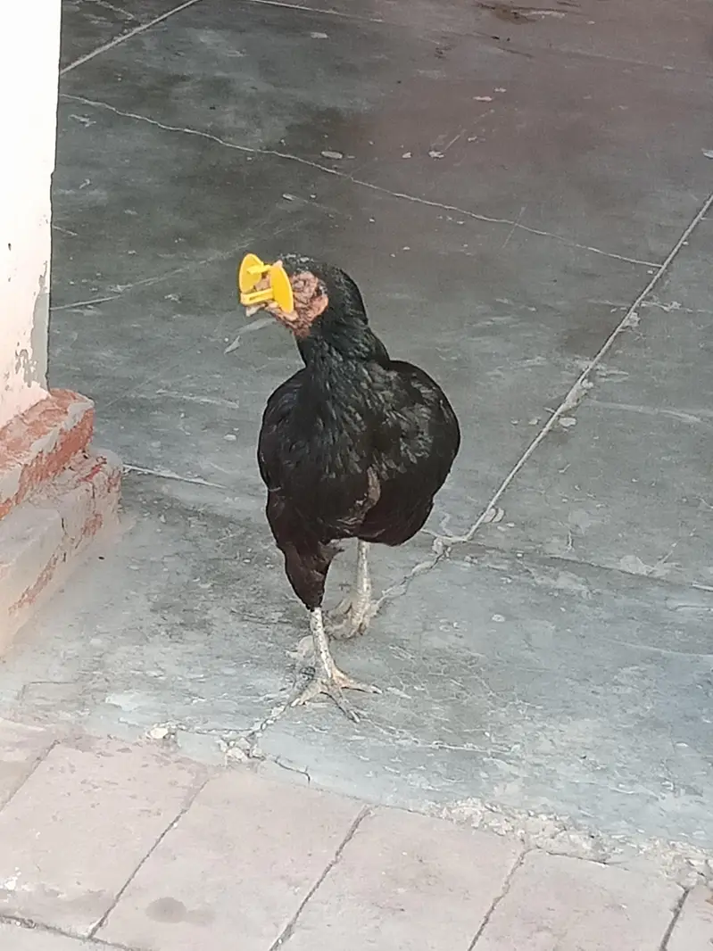 aseel murgha Madiyan for sale — photo 10