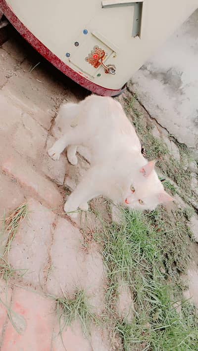 kitty