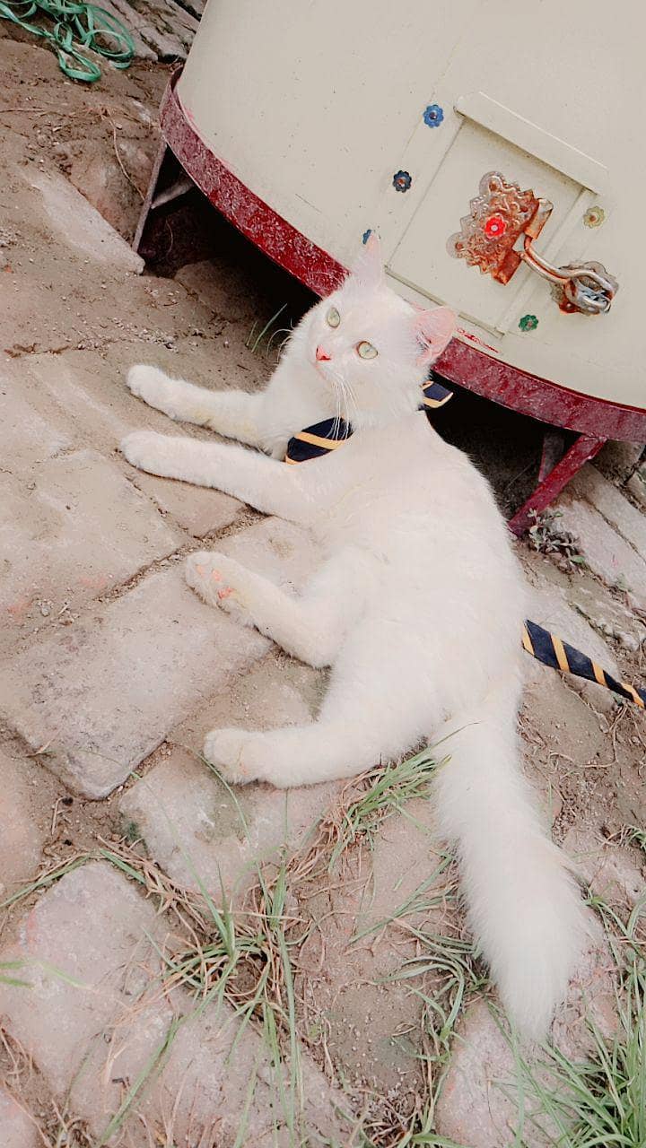 kitty 1