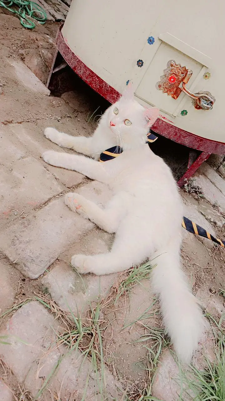 kitty — photo 2