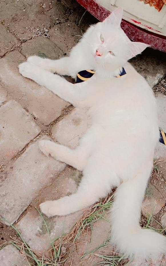 kitty 2