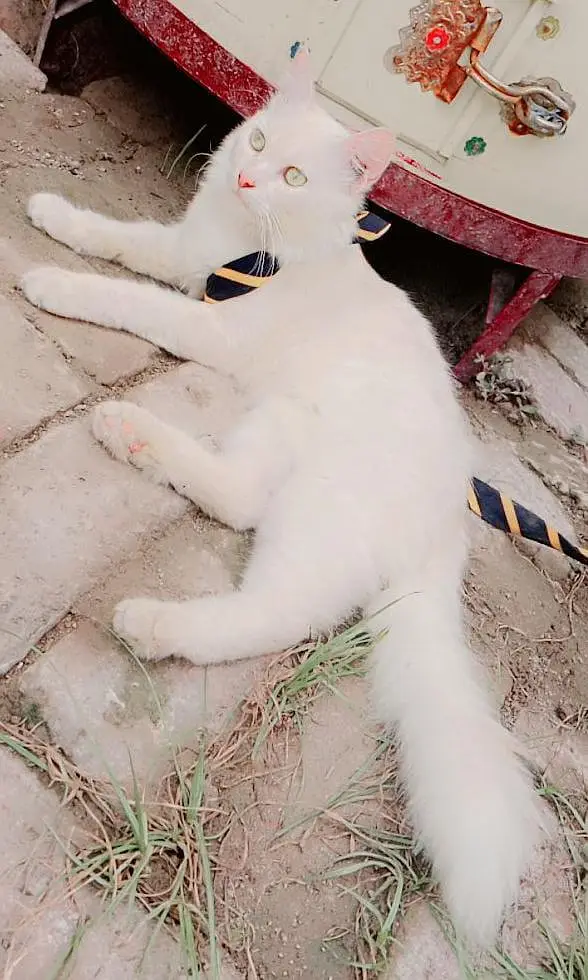 kitty — photo 4