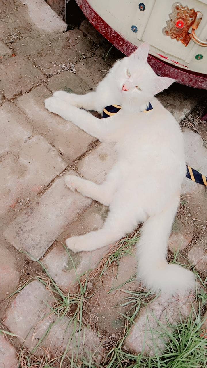 kitty 4