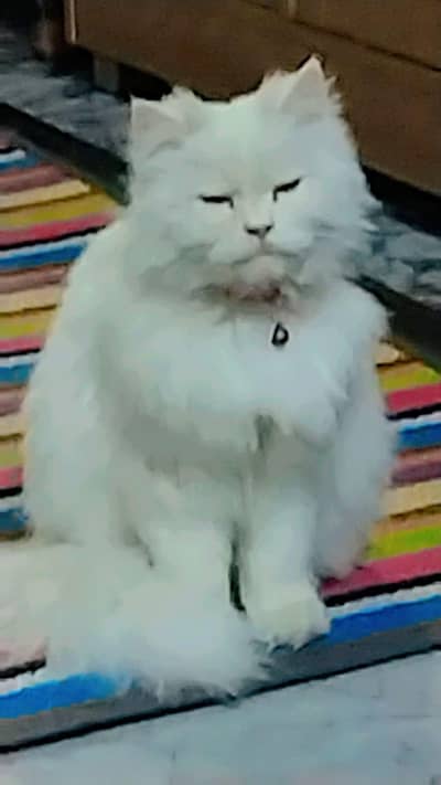 Persian female cat