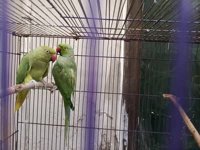 Indian Ring Neck Confirm Breeder pair