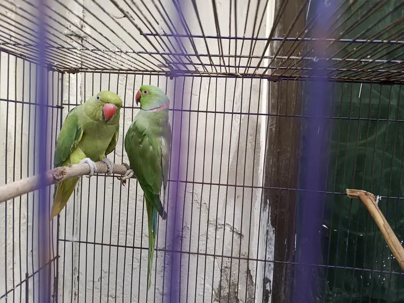 Indian Ring Neck Confirm Breeder pair — photo 2
