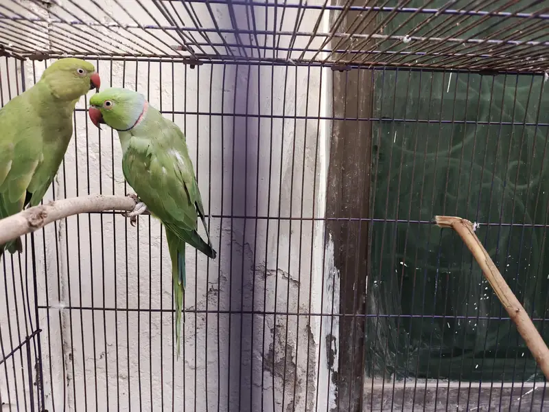 Indian Ring Neck Confirm Breeder pair — photo 3
