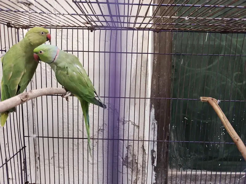 Indian Ring Neck Confirm Breeder pair — photo 4