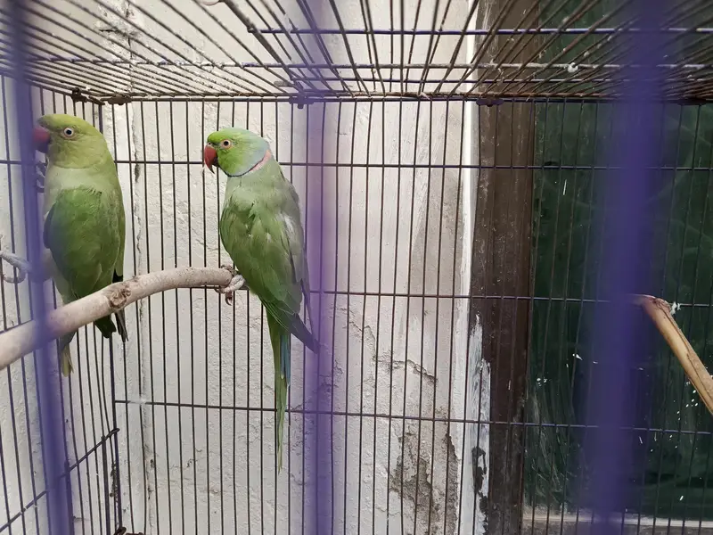 Indian Ring Neck Confirm Breeder pair — photo 5