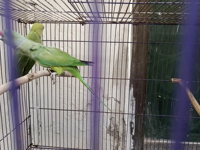 Indian Ring Neck Confirm Breeder pair — photo 6