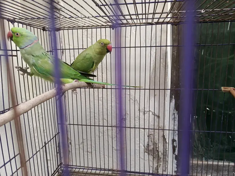 Indian Ring Neck Confirm Breeder pair — photo 7